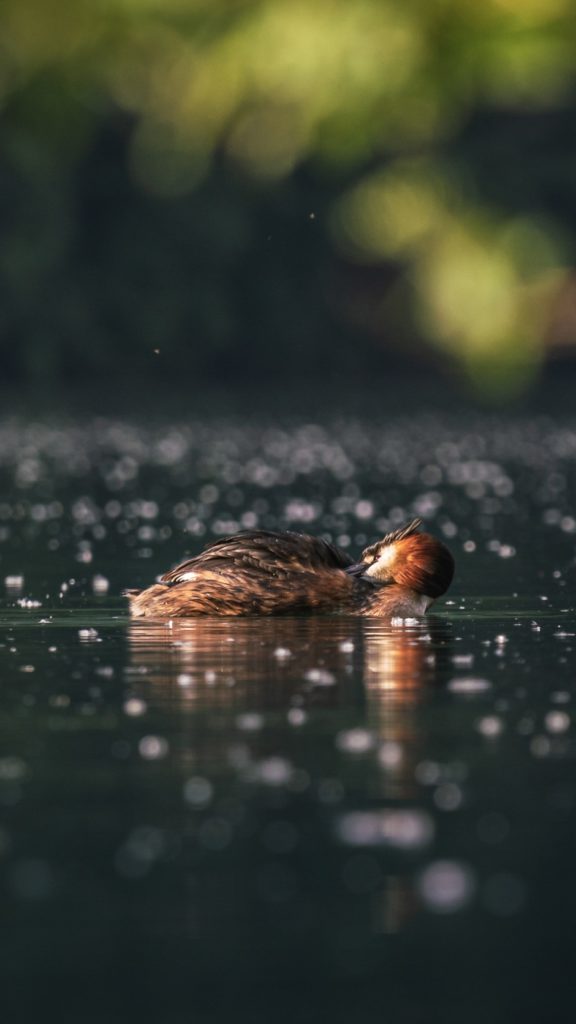 Bird photography - Michele Franciotta photographer