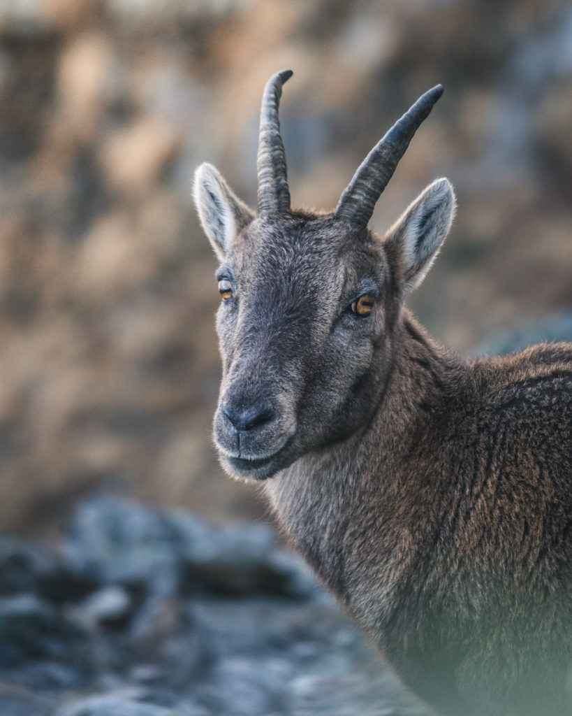 Ibex - Michele Franciotta photographer