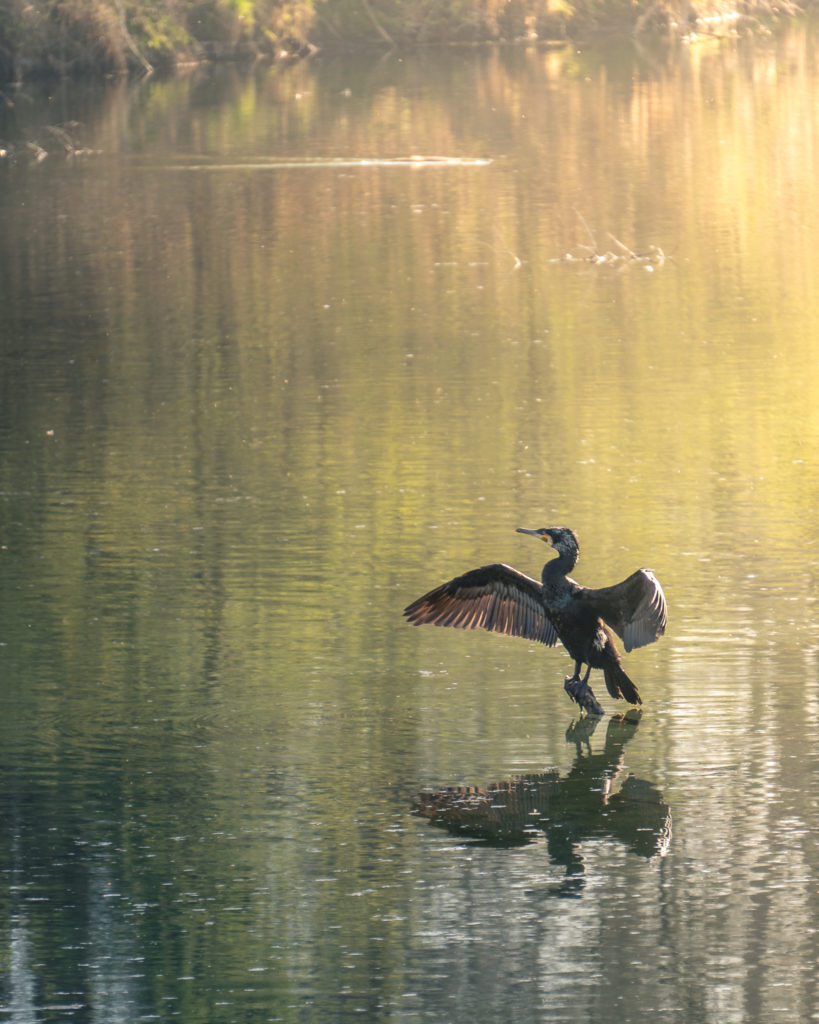 Cormorant - Michele Franciotta photographer