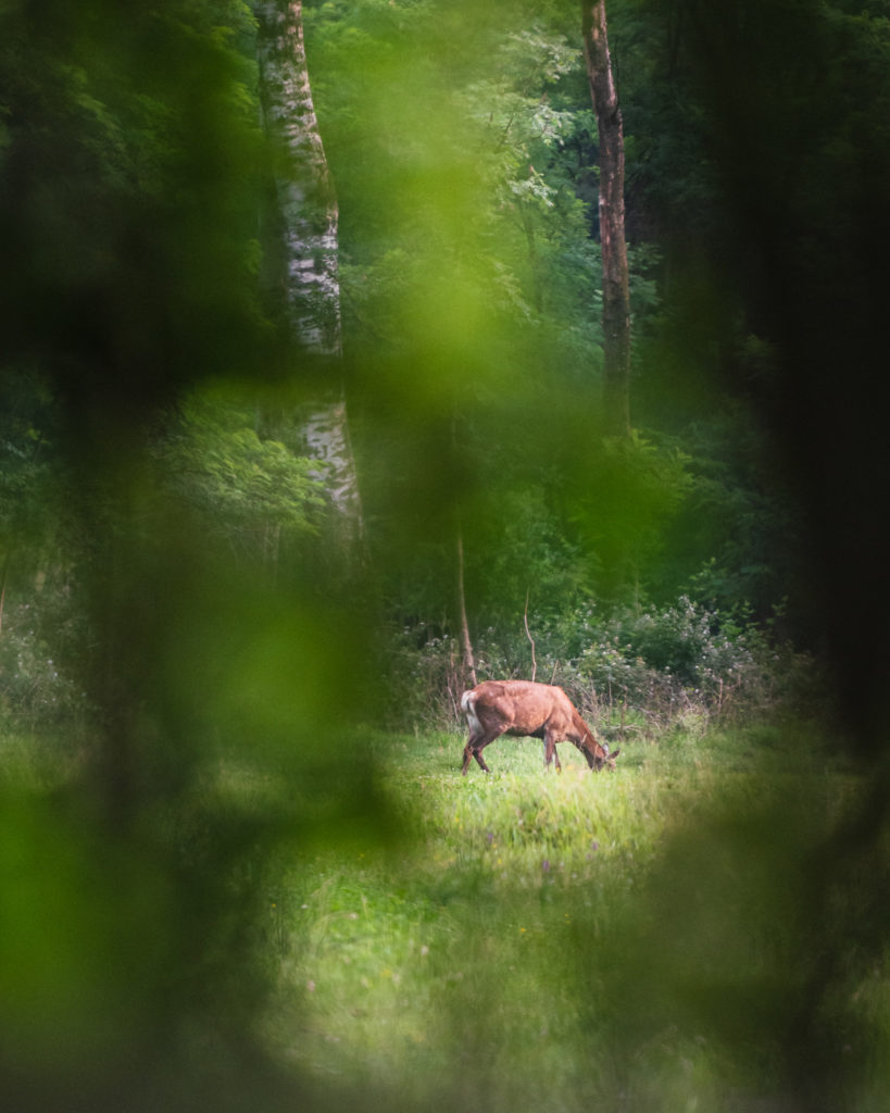 Deer - Michele Franciotta photographer