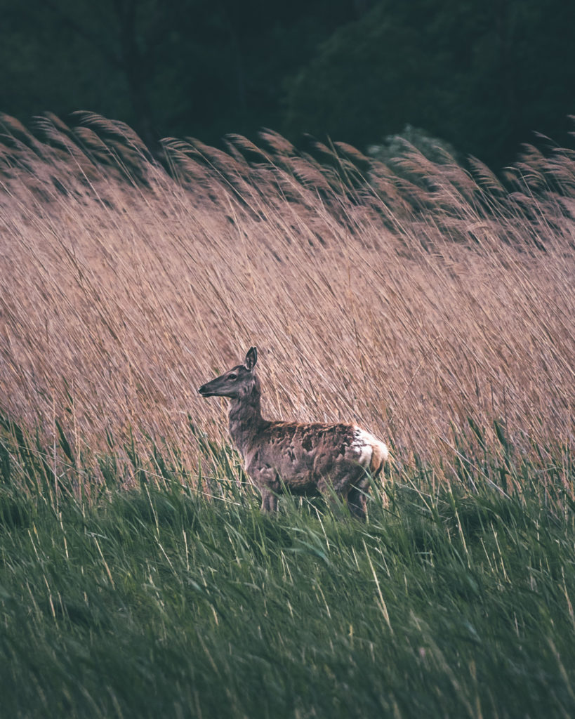 Deer - Michele Franciotta photographer